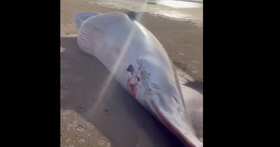 Dead whale washes up on Firth of Clyde beach in heartbreaking video footage