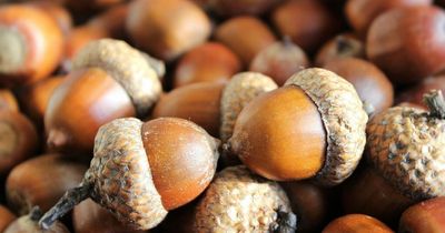 Acorn and conker warning to dog walkers