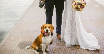 Groom threatens to cancel wedding after bride suggests their dogs 'marry' each other