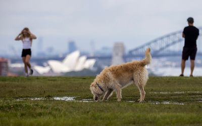 Wet conditions put dogs at risk of deadly bacterial disease