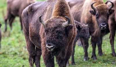 UK Welcomes Fourth Bison After Thousands Of Years