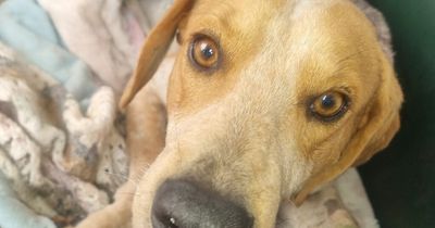 Rescued dog was shot, mutilated with kitchen knife and microchip removed