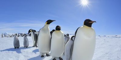 Emperor penguins get Endangered Species Act protection – with 98% of colonies at risk of extinction by 2100, can it save them?