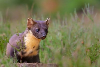 New technology helps identify Scotland's expanding pine marten population