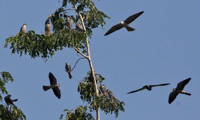 Indian states ban guns and airguns to safeguard Amur falcons