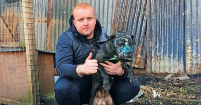 Dog fighting boss trains animals in steel cages and brags of cruelty in horrific 'match reports'