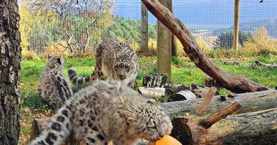 Trio of cute snow leopard cubs tuck into Halloween treats in adorable photos