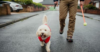Dog's adorable routine to guilt trip owner into taking him on another walk