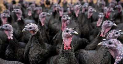 All turkeys and chickens must be kept indoors in England in bird flu outbreak