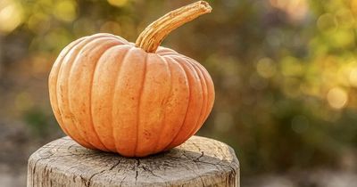 People warned against leaving Halloween pumpkins in woodlands over dangers to wildlife