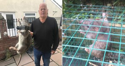 Great-grandad catches 'baby-sized' rat from back garden after seven-year war on rodents