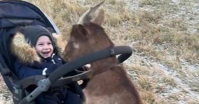 Goat runs off with laughing baby in pram - leaving his mum gobsmacked