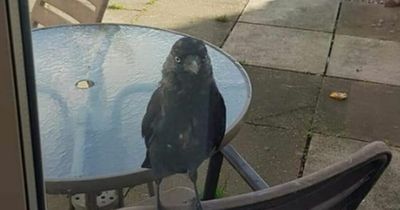 Villagers living in fear of 'menace' jackdaw terrorising children on playground