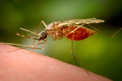 Antibody treatment tested as new tool against malaria