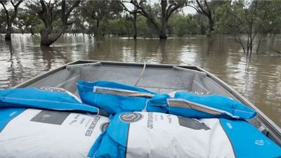 Repeat of cotton crop record unlikely — but industry remains positive despite heavy rains, flooding