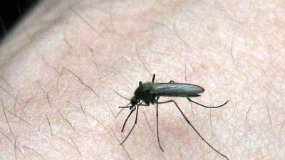 Brisbane mosquito and midge invasion due to warm, wet weather