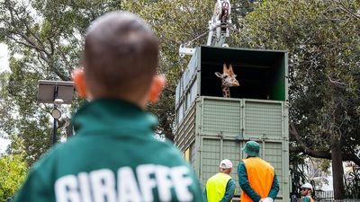 Inkosi, the giraffe, is having a ball crossing the Nullarbor, en route from Perth Zoo to Monarto Safari Park
