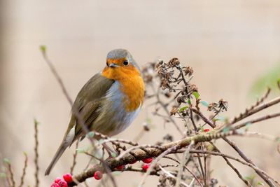 These winter plants will help attract wildlife to your garden