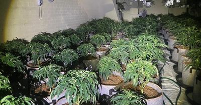 Police uncover cannabis farm of 300 plants in Bolton town centre building