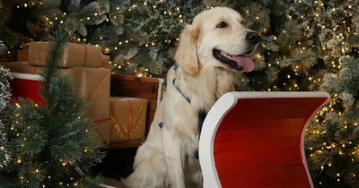 Dobbies' North East grottos invite pets to have a photo taken with Santa this Christmas