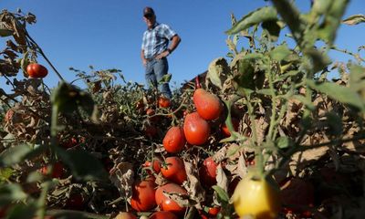 Waterlogged wheat, rotting oranges: five crops devastated by a year of extreme weather