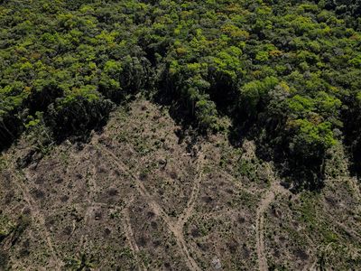 Climate pledges depend too much on natural carbon sinks -report