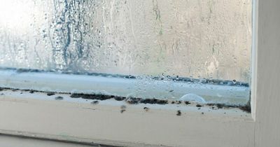 Stop condensation on windows with four houseplants that can control moisture naturally