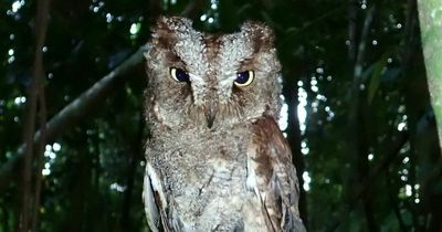 Mysterious new owl species discovered on rainforest coast with a distinctive hoot