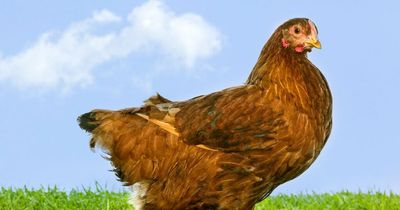 Farmers 'desperate' for East Lothian chicken poop as fertiliser prices soar