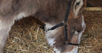 Green Party councillor slams 'politicisation' of ban on live animal crib