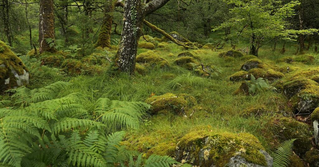 Rainforest in Scotland - where and what it is as…