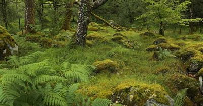 Rainforest in Scotland - where and what it is as Scottish Government pledge £1.3 million to save it