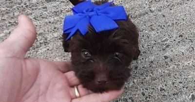 Woman heartbroken as puppy mysteriously dies 48 hours after taking him home