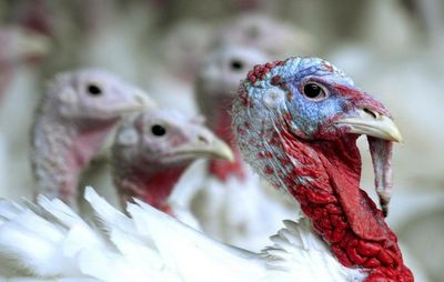 Scotland must follow England and impose stricter avian flu measures, say farmers