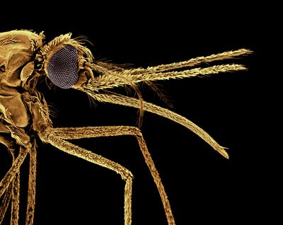 This urban mosquito threatens to derail the fight against malaria in Africa