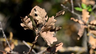 France had hottest October ever: national weather agency