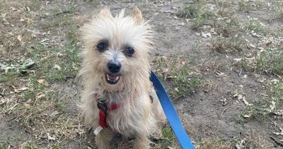 Heartbroken dog ignored at adoption event as other pooches get attention apart from Bob