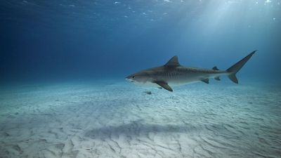 Tiger sharks with cameras on their backs map 'world's biggest' seagrass meadow in Bahamas