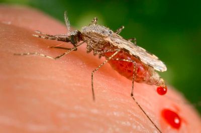 Invasive mosquitoes could unravel malaria progress in Africa