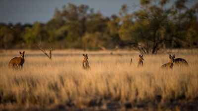 Ammunition shortage leaves graziers unable to control kangaroo numbers after wet season population spike