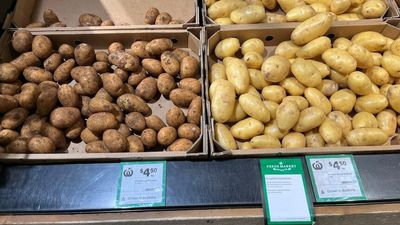 Potato supply in Tasmania impacted as wet conditions make harvesting a challenge