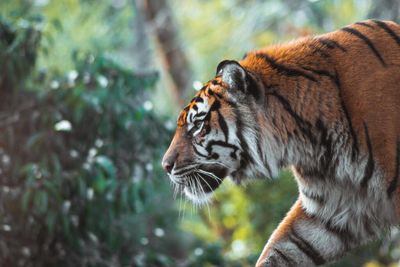 Illegal trade threatens endangered tigers, 150 seized a year