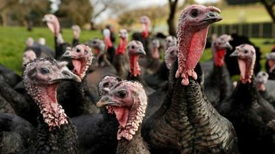 Bird flu outbreak in UK prompts all poultry to be kept indoors 'until further notice'. What is avian influenza and should we be worried?