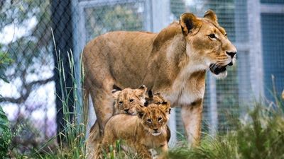 Taronga Zoo lion escape forces campers to hide in toilet block safe zone