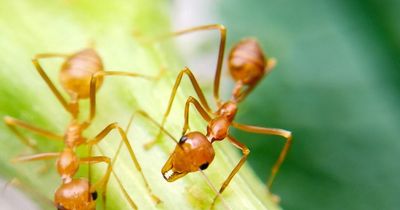 Dangerous 'little fire ant' with powerful sting found for the first time ever in France
