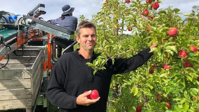 Door opens for US to send apples to Australia despite industry maintaining biosecurity risks
