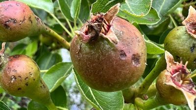 Hail storm destroys apple and pear crops in Victoria's Goulburn Valley
