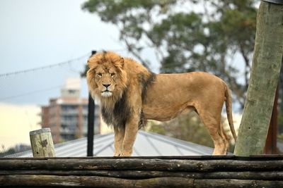 Lions escape at Sydney’s Taronga zoo, campers rushed to safety