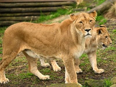 Five lions escape enclosure at Sydney zoo in ‘significant’ safety breach