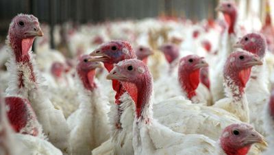 Poultry producers ordered to keep flocks indoors over avian flu threat to Christmas turkeys